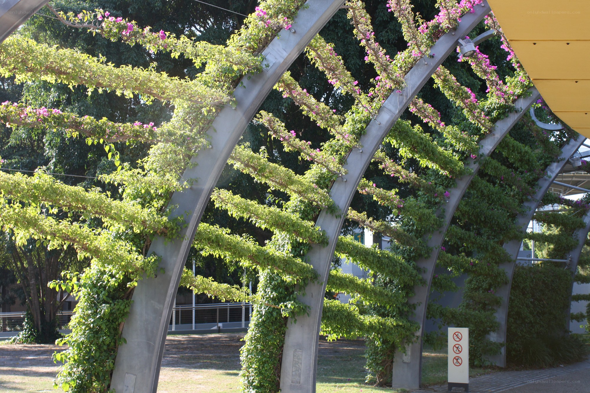 Flowering archway in a park