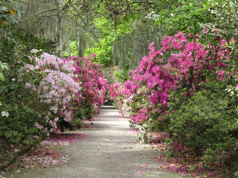Flowering Azalea Path — Pink