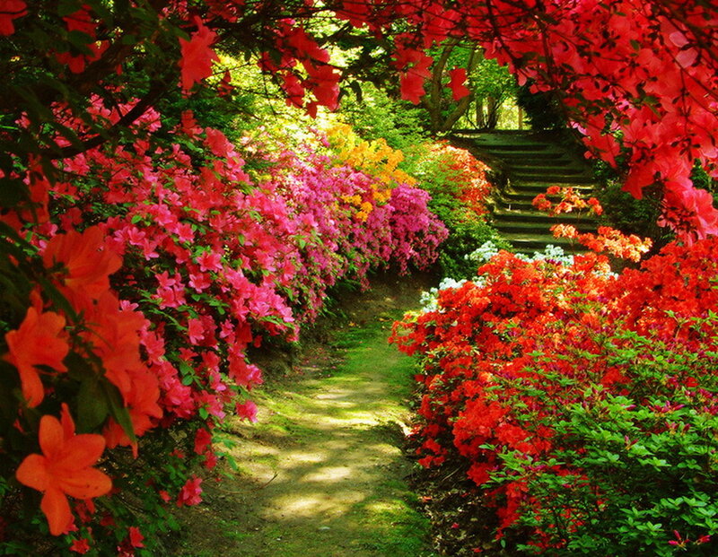 Flowering Azalea Path