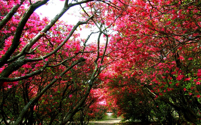 Flowering Azalea Tunnel