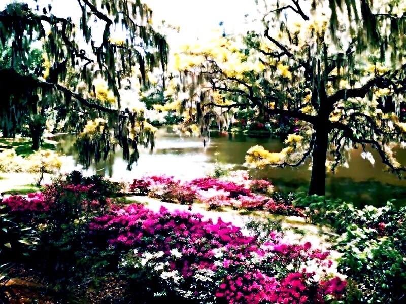 Flowering Azaleas by Pond