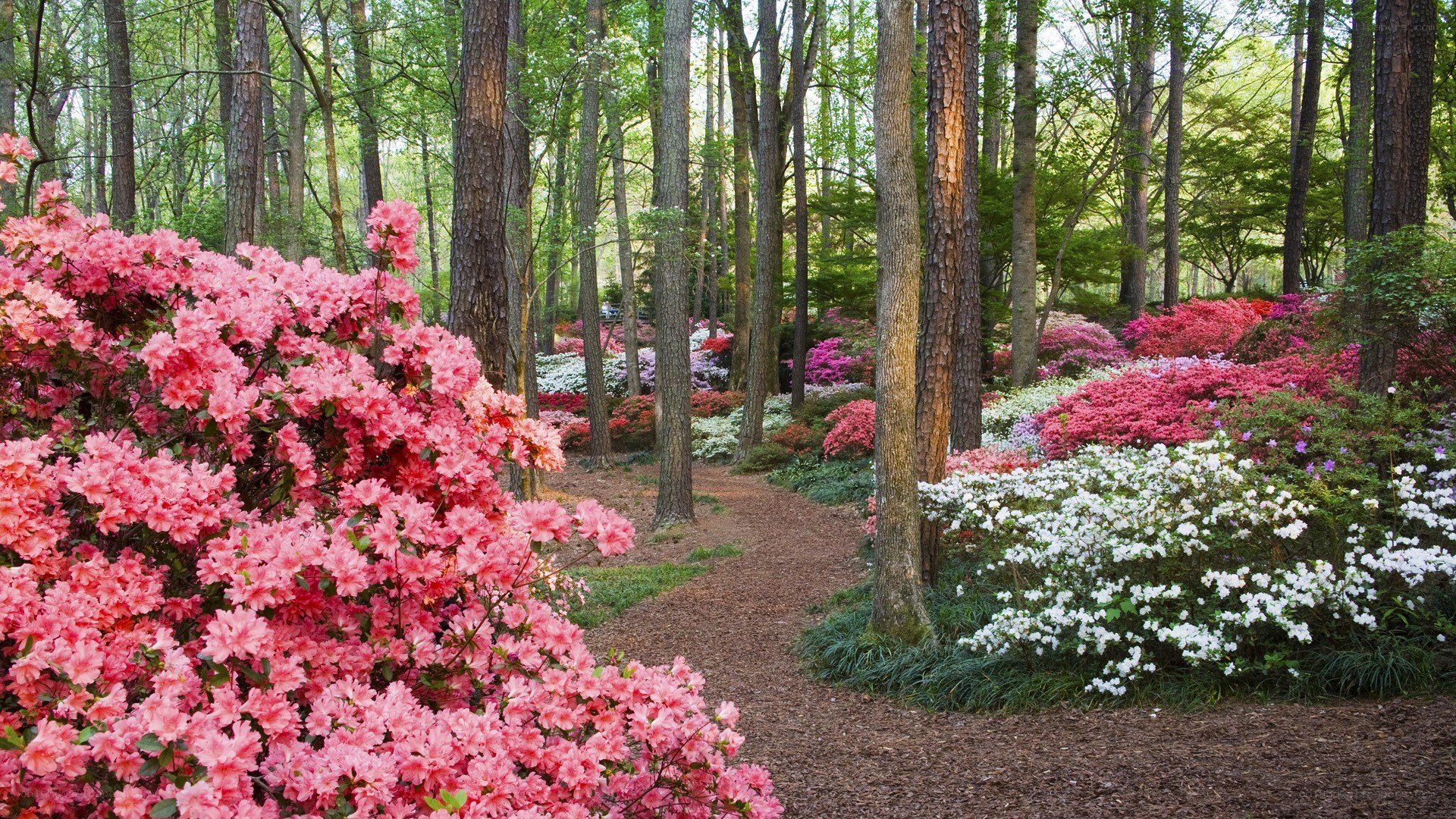 Flowering azaleas in a forest