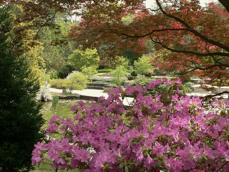 Flowering azaleas in a garden
