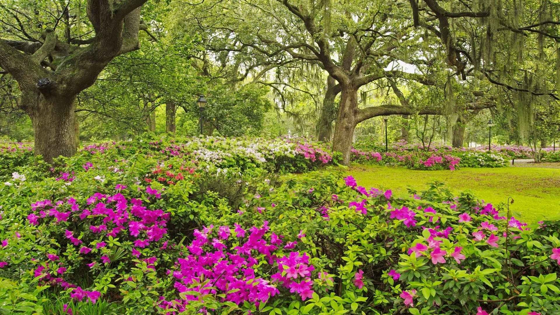 Flowering azaleas in a park