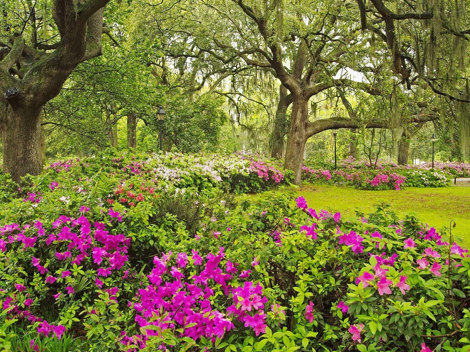 Flowering azaleas in a park