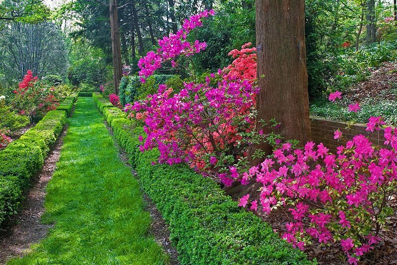 Flowering Azaleas in Garden