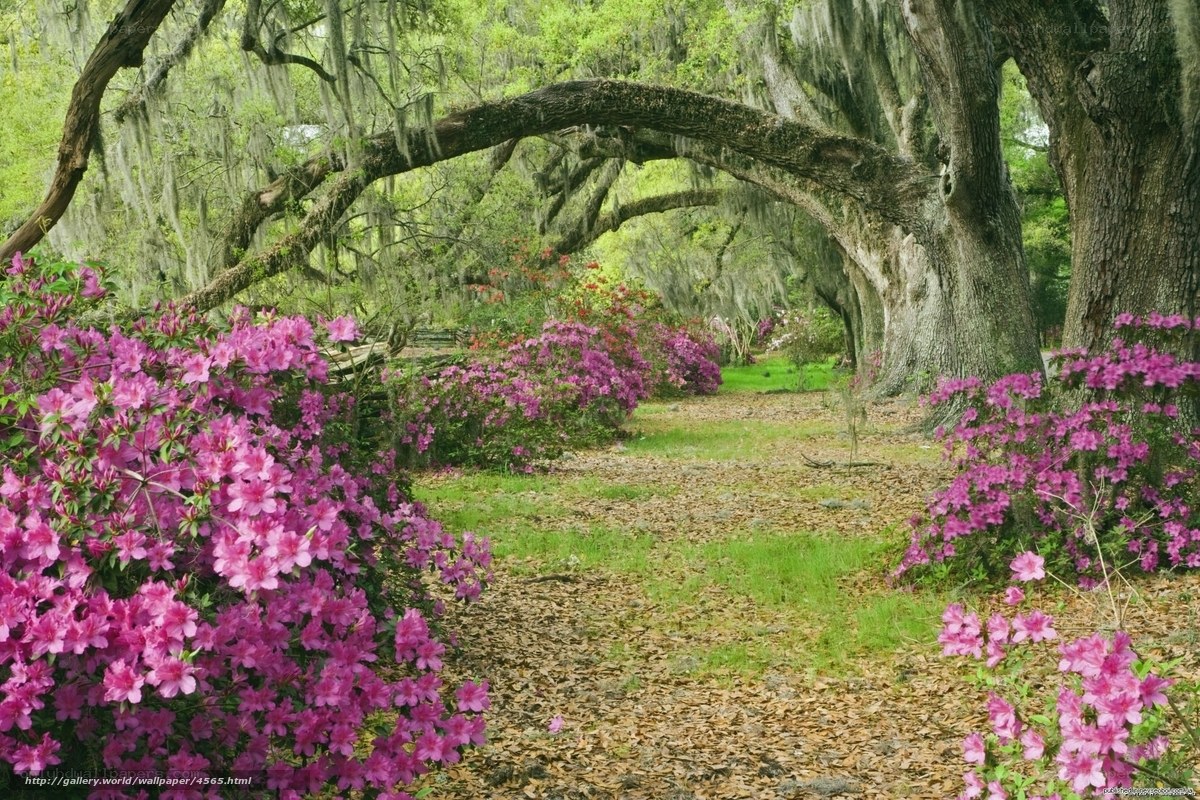 Flowering azaleas under oak arch