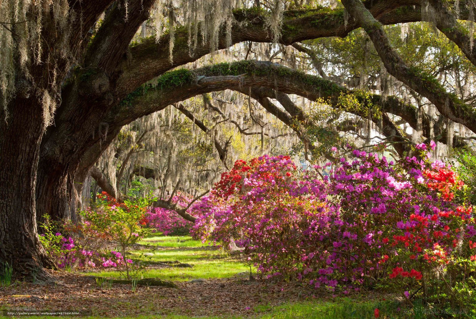 Flowering azaleas under oak trees