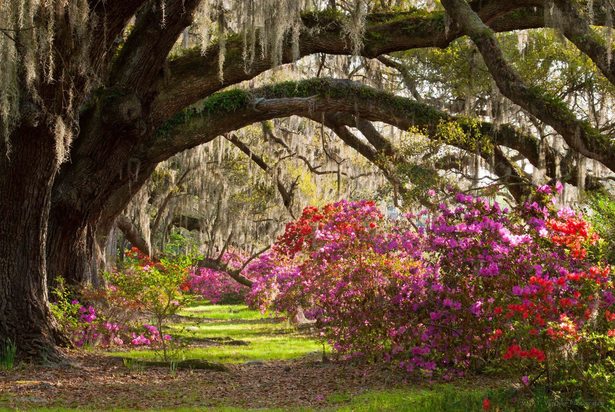 Flowering azaleas under oak trees