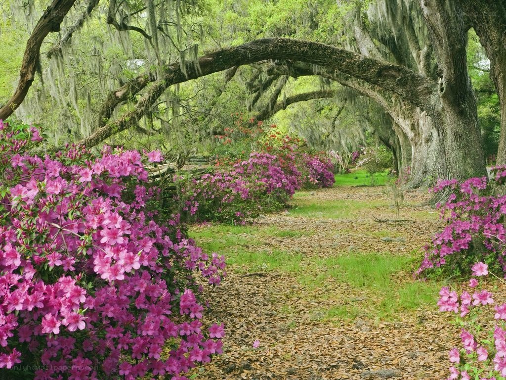 Flowering azaleas under oak trees