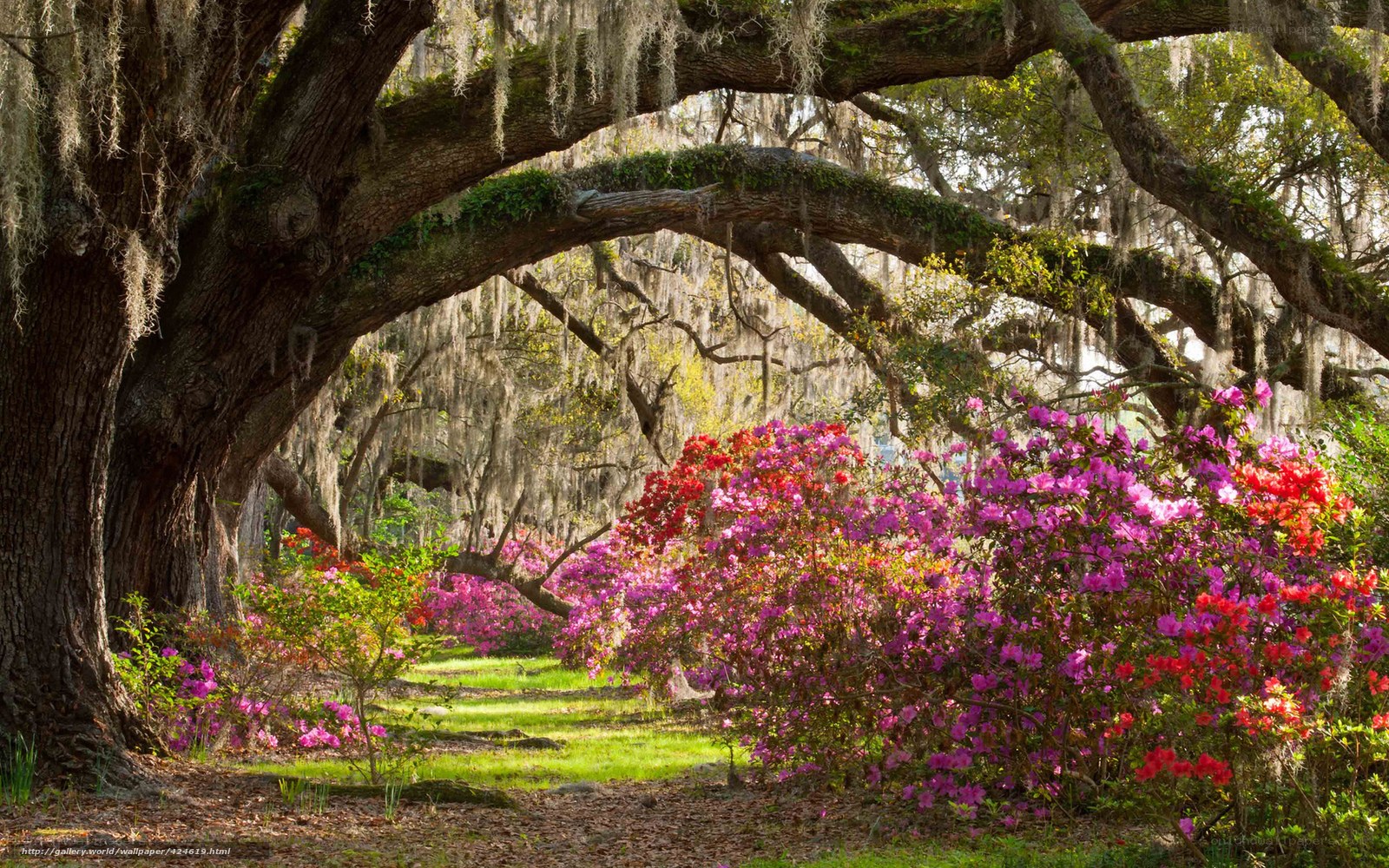 Flowering azaleas under oak trees