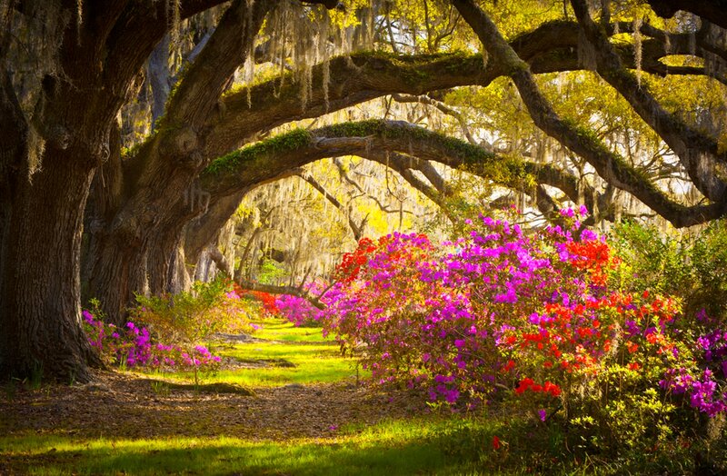 Flowering Azaleas under Oaks — Purple