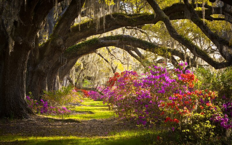 Flowering Azaleas under Oaks