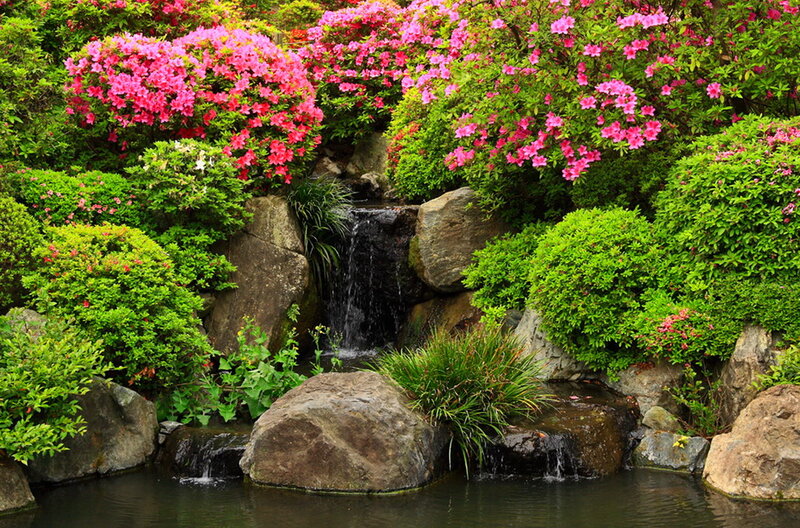 Flowering Azaleas with Waterfall