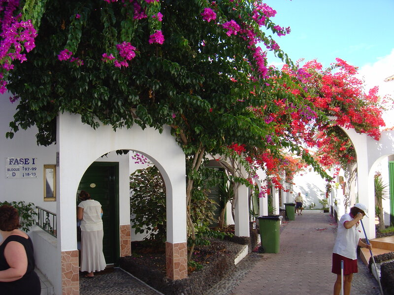 Flowering bougainvillea alley