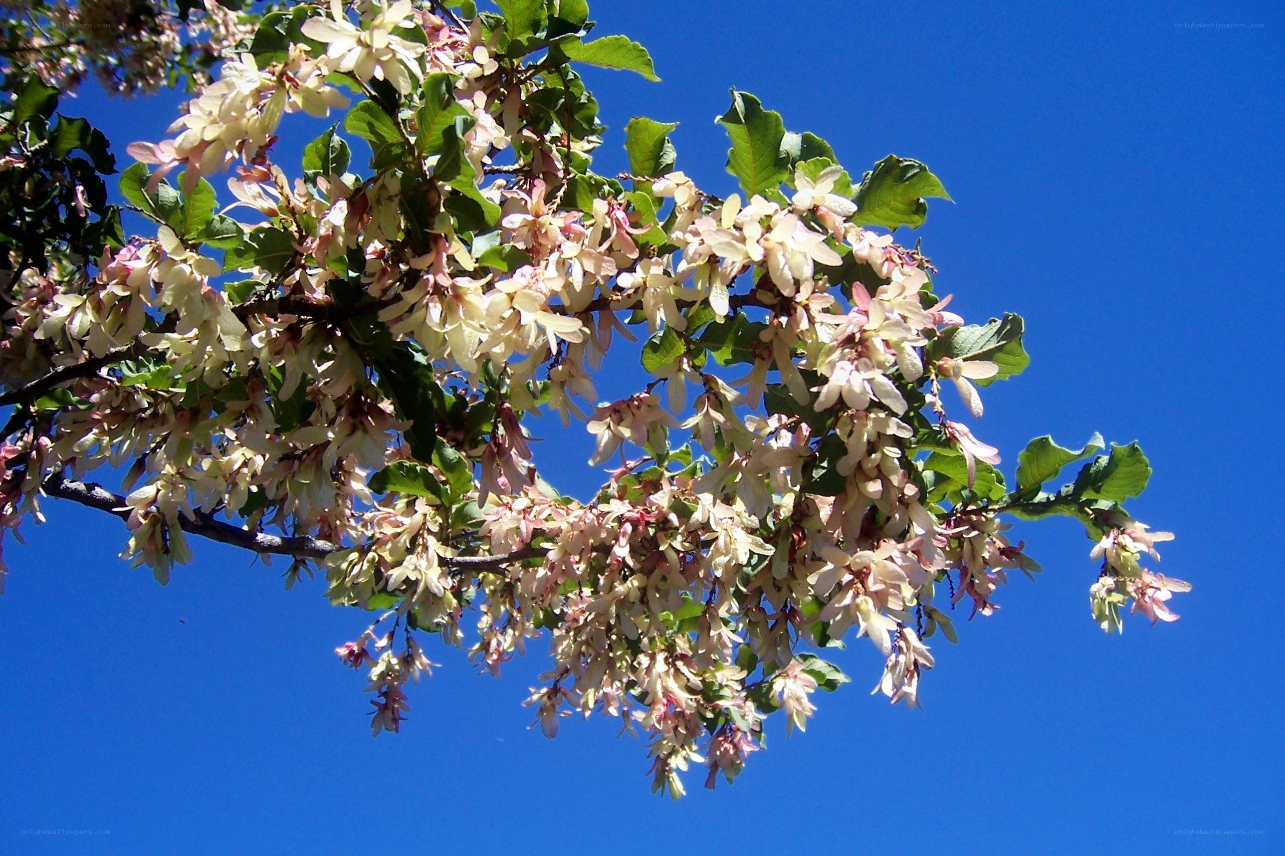 flowering branch against blue sky