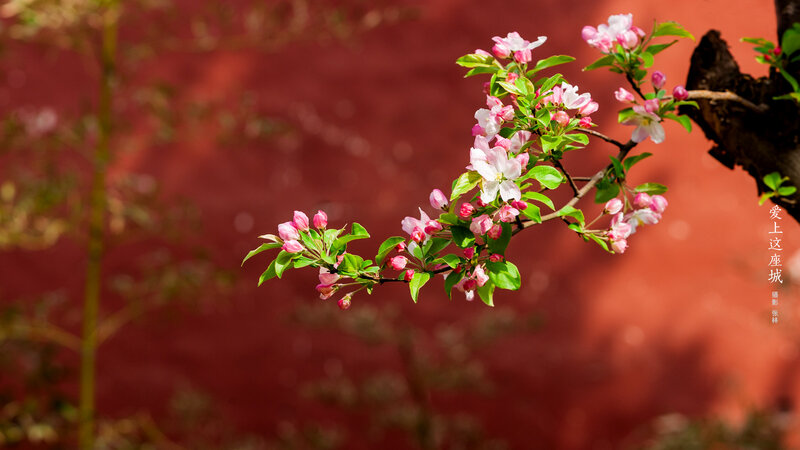 Flowering Branch Against Wall