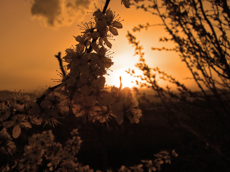 Flowering Branch at Sunset