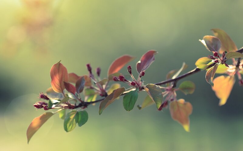 Flowering Branch in Sunlight — Green