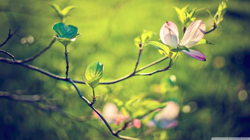 Flowering Branch in Sunlight