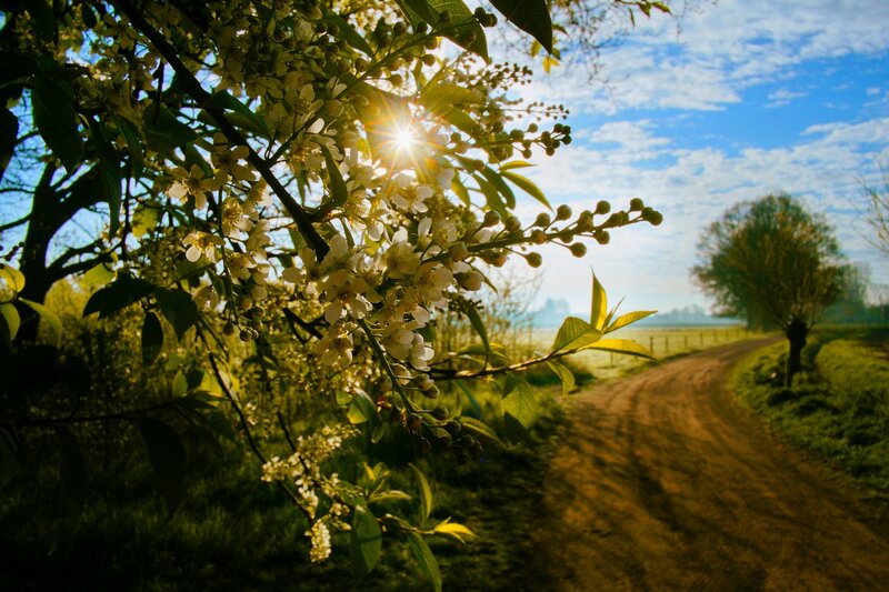 Flowering Branch on Path