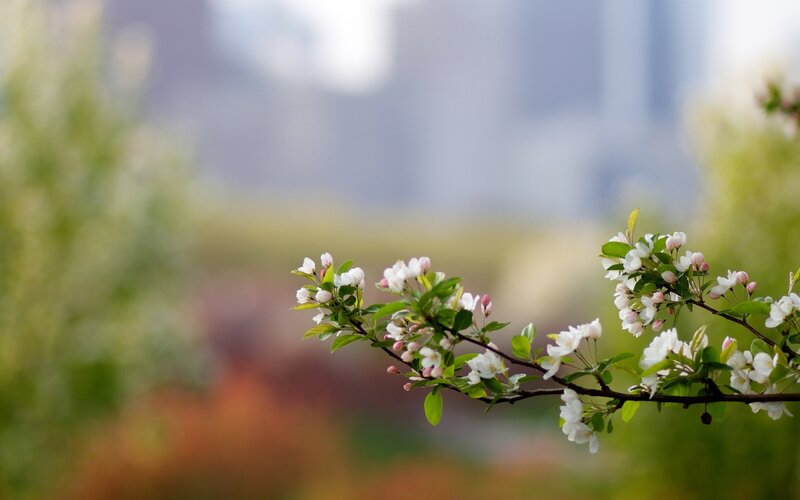 Flowering Branch — White