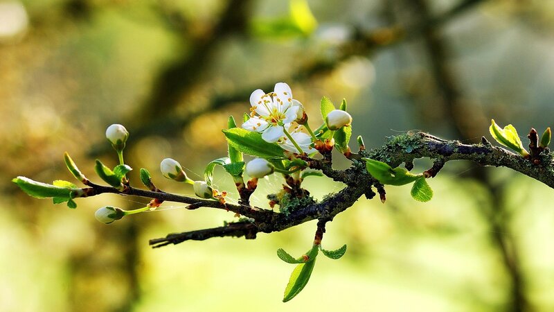 Flowering Branch with Buds — Green, Serene