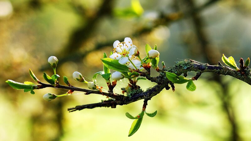 Flowering Branch with Buds — Green
