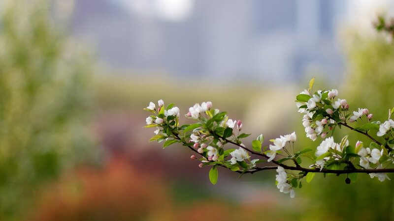 Flowering Branch with White Blossoms