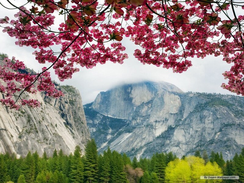 Flowering Branches and Mountain