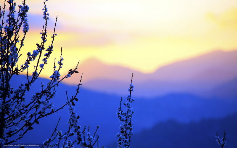 Flowering Branches at Sunset