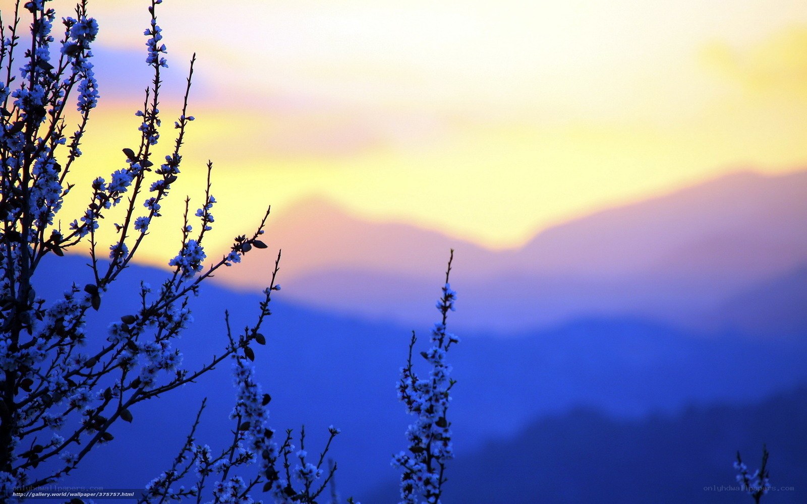 Flowering Branches at Sunset