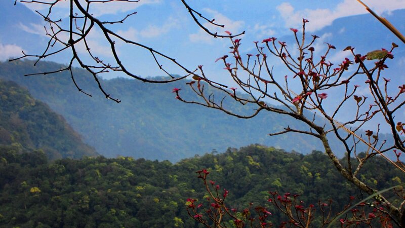 Flowering Branches in Forest