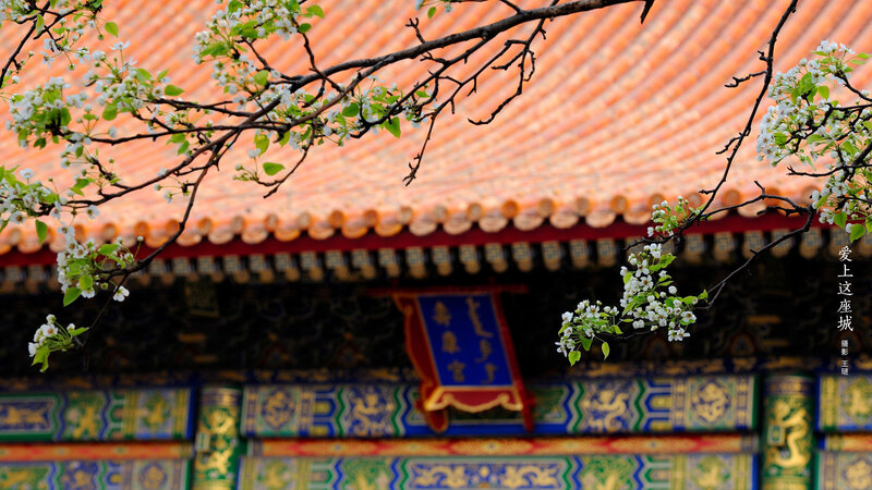 Flowering Branches on Temple