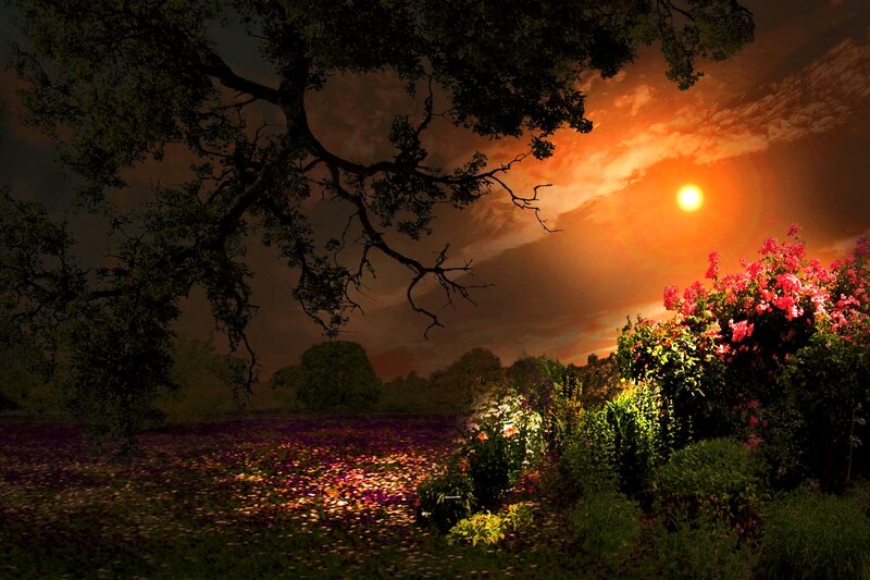Flowering Bush at Sunset