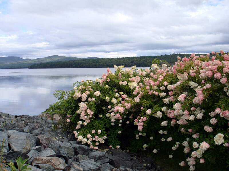 Flowering bush by a lake