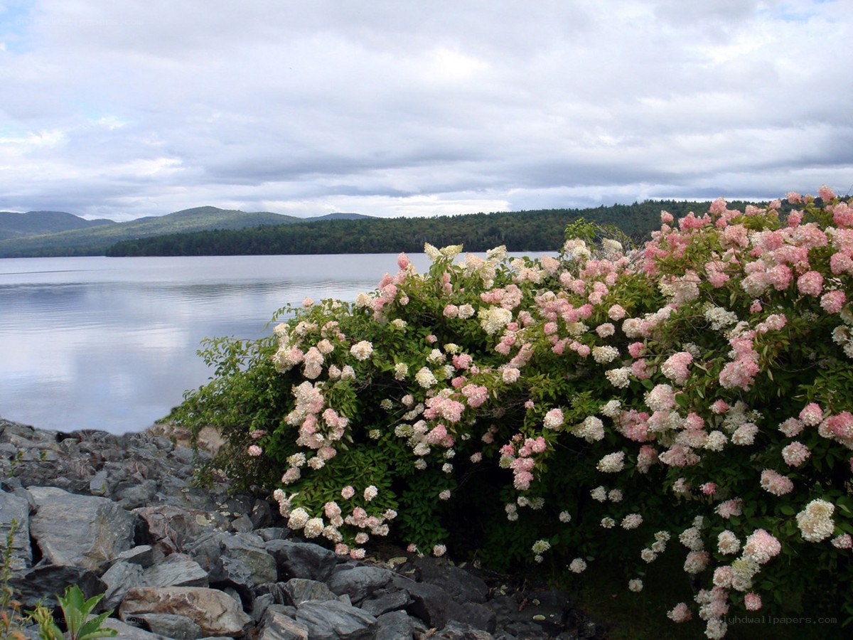 Flowering bush by a lake