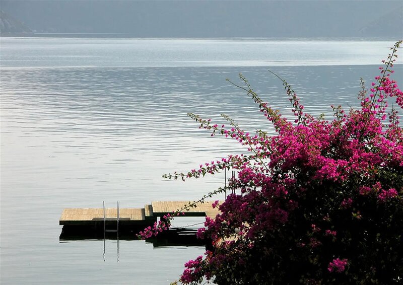 Flowering bush by a lake