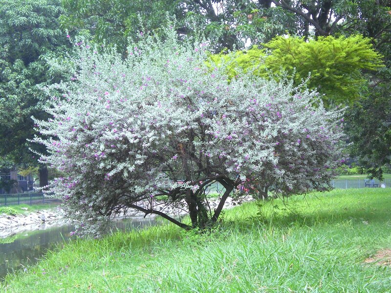 flowering bush by a pond