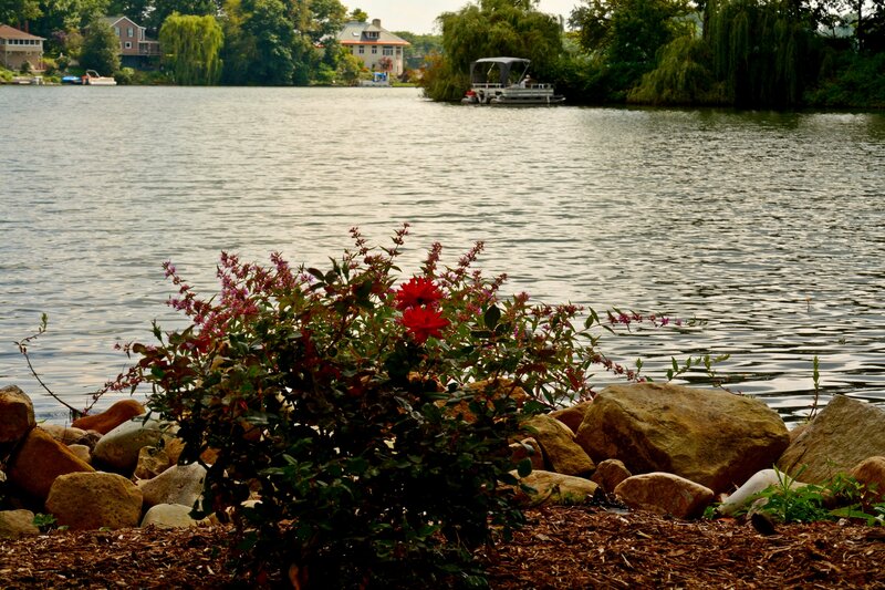 Flowering Bush by Lake — Green, Serene