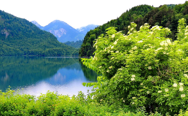 Flowering Bush by Lake — Green