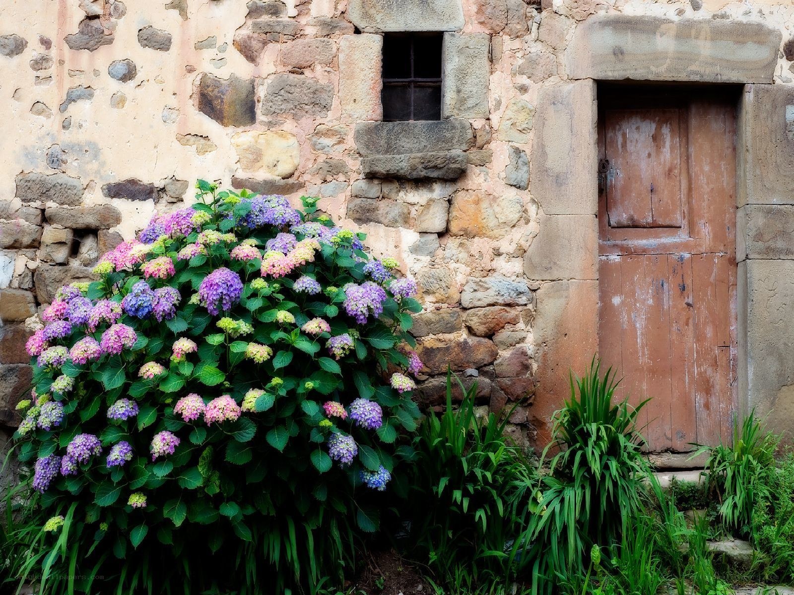 Flowering bush by stone wall