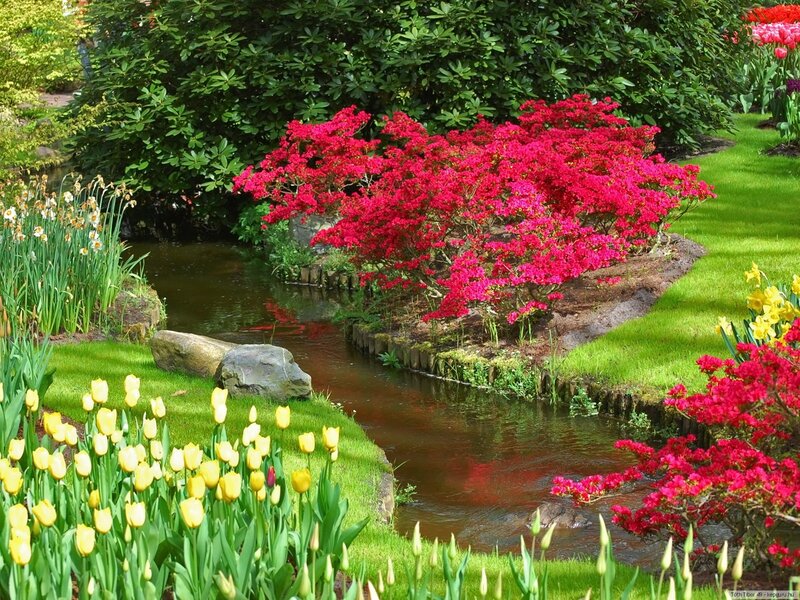 Flowering Bush by Stream
