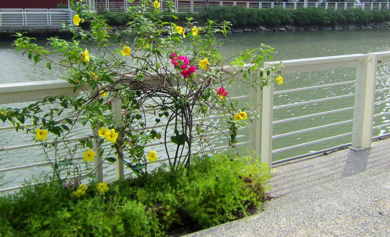 Flowering Bush by Water