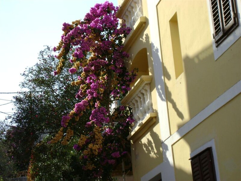 Flowering bush by yellow building