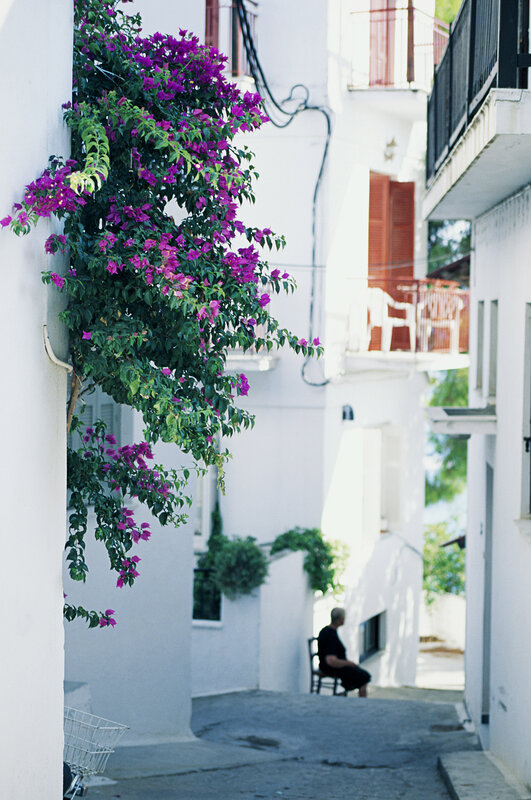 Flowering bush in a narrow alley