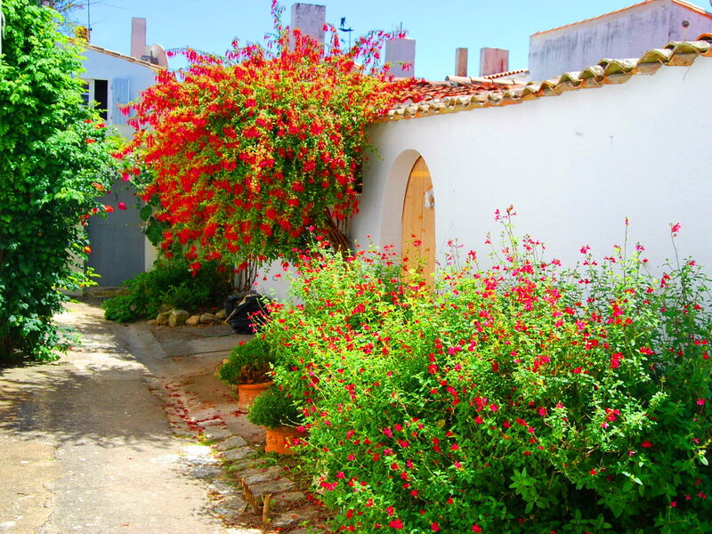 Flowering Bush in Courtyard