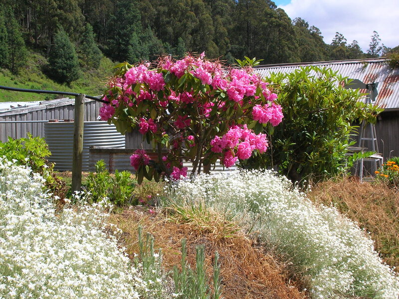 Flowering bush in garden
