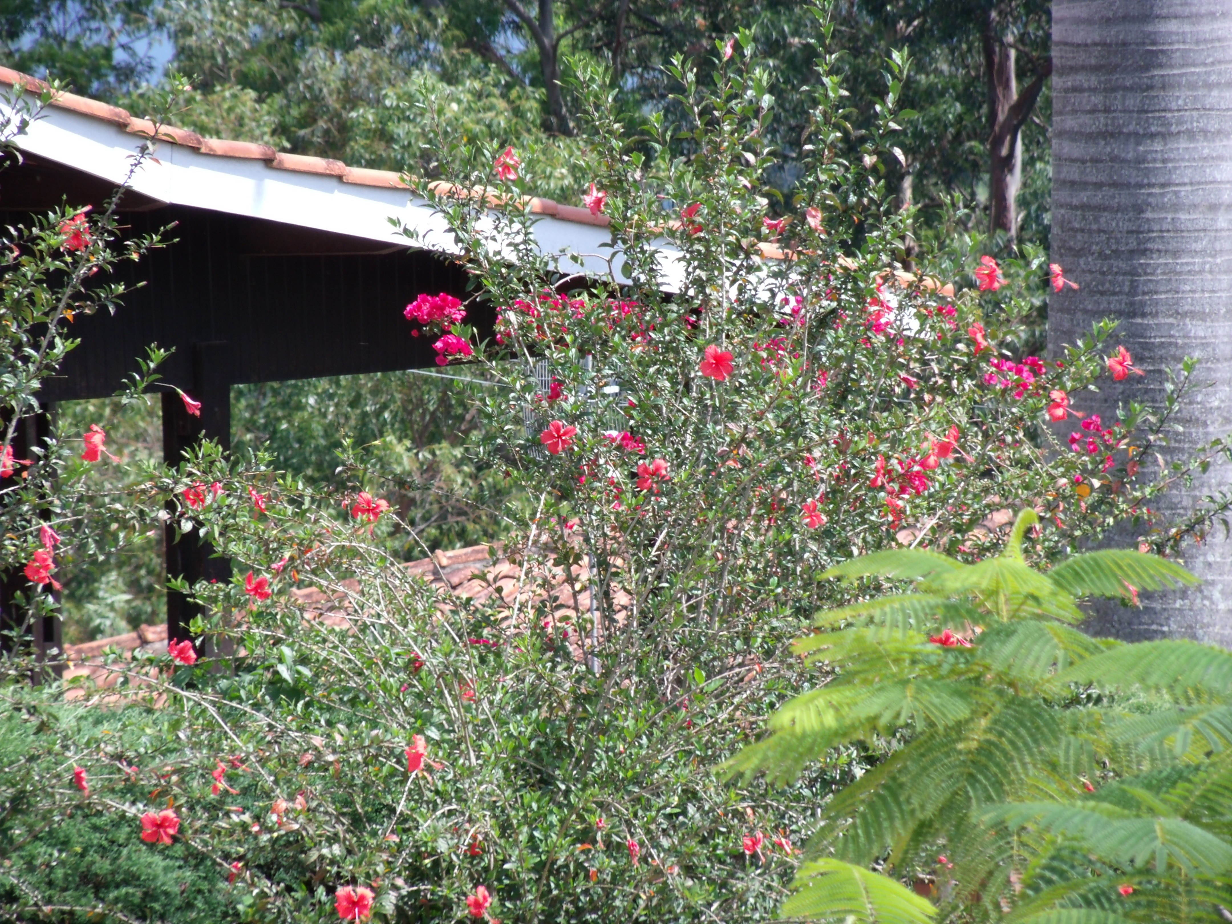 Flowering bush in garden