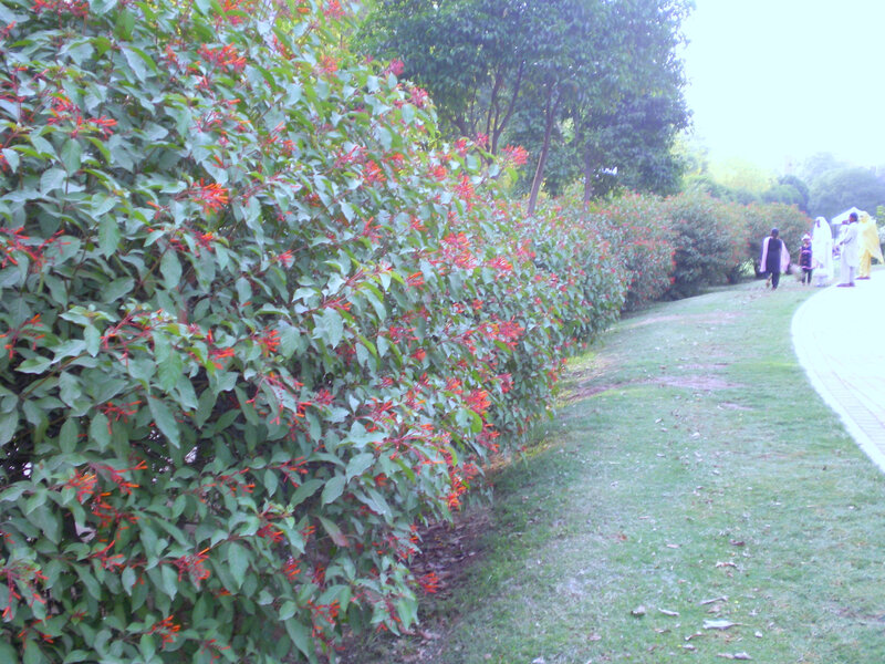 Flowering bush in park